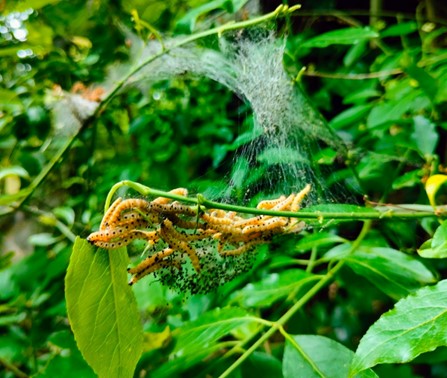 Caterpillars Caterpillars on a verdant bush